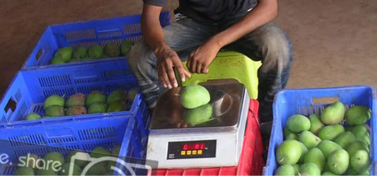 Alphonso Mango Weighing